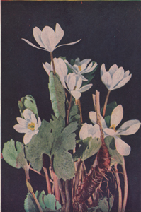 Bloodroot